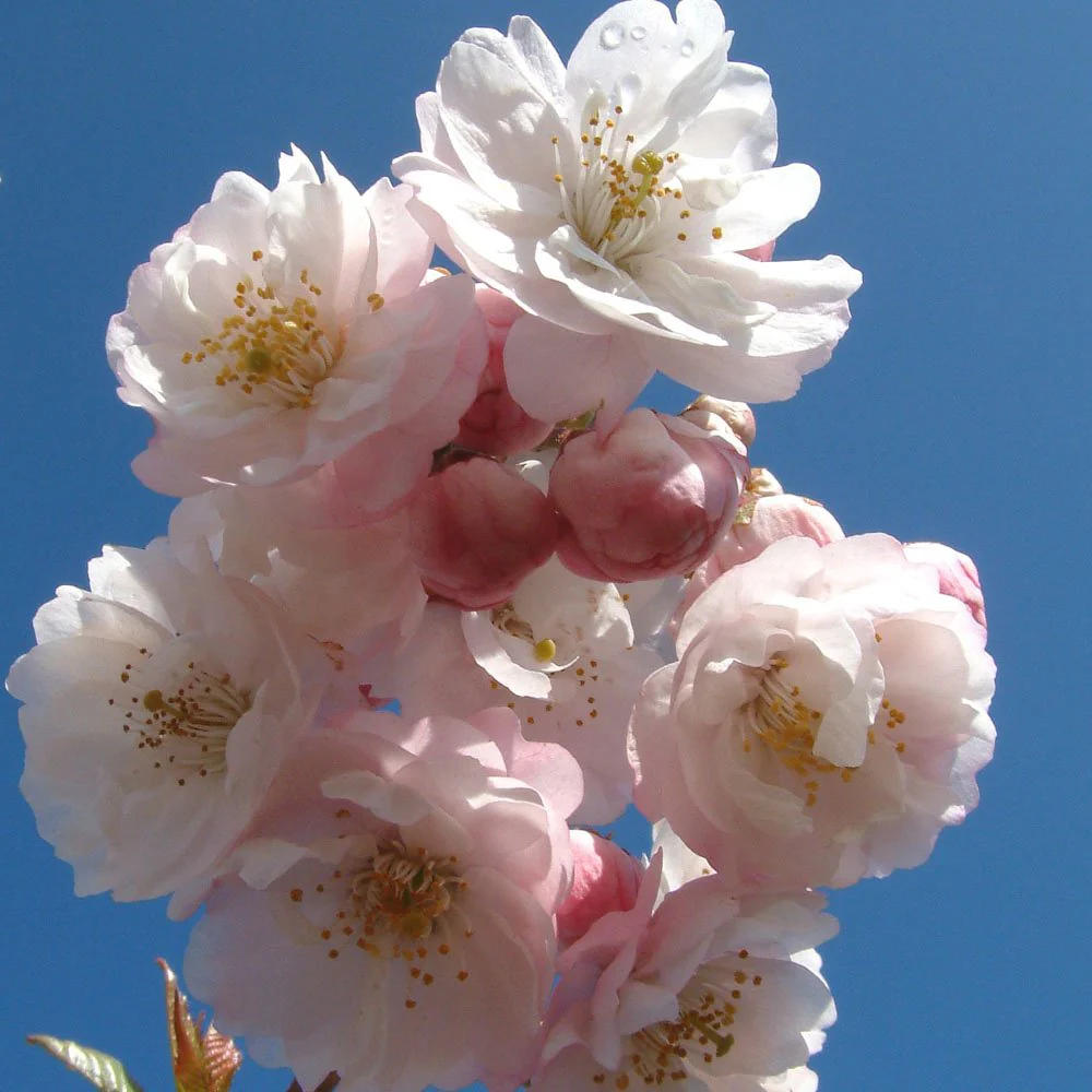 Prunus 'Hally Jolivette' Tree - Image 3