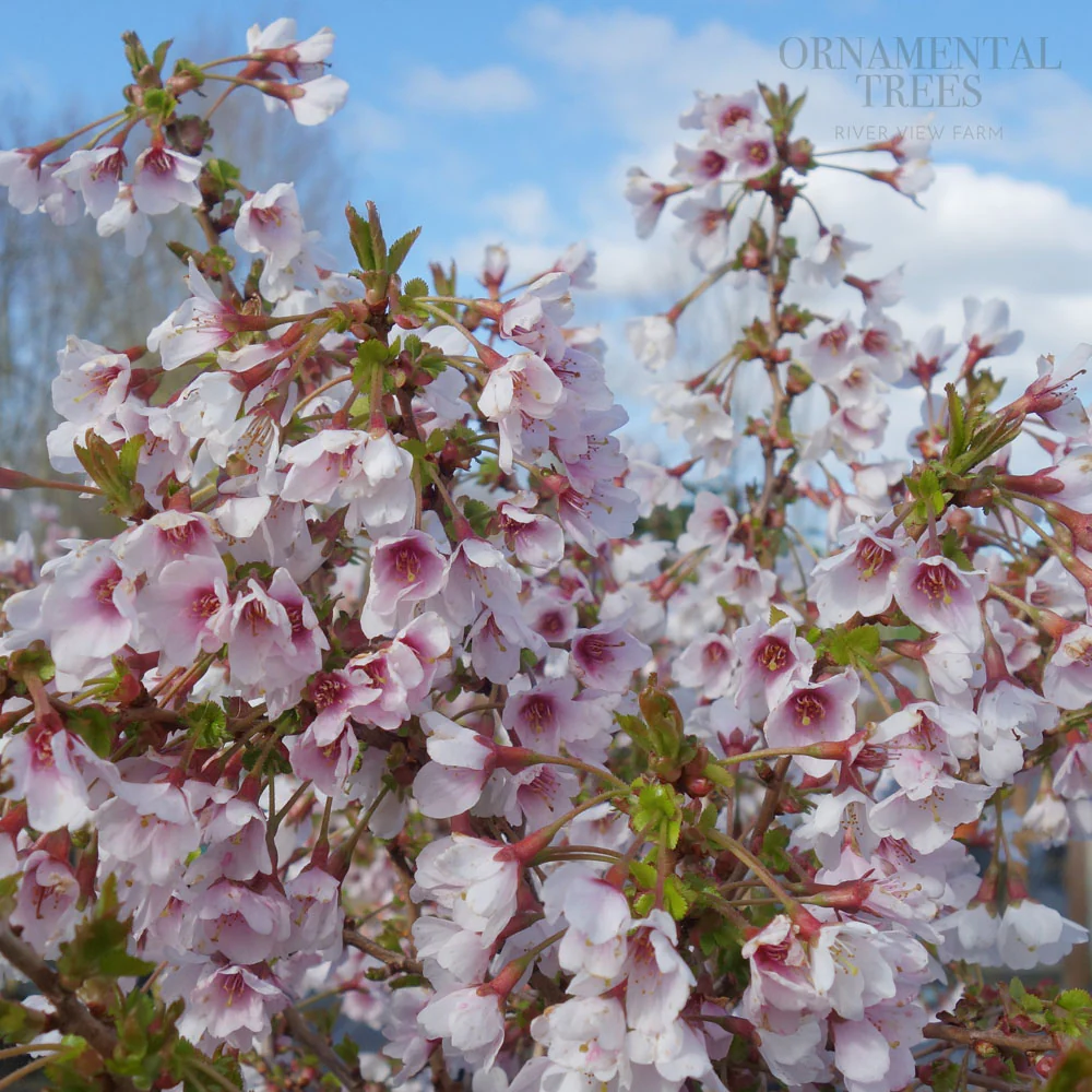Popular Flowering Cherry Trees