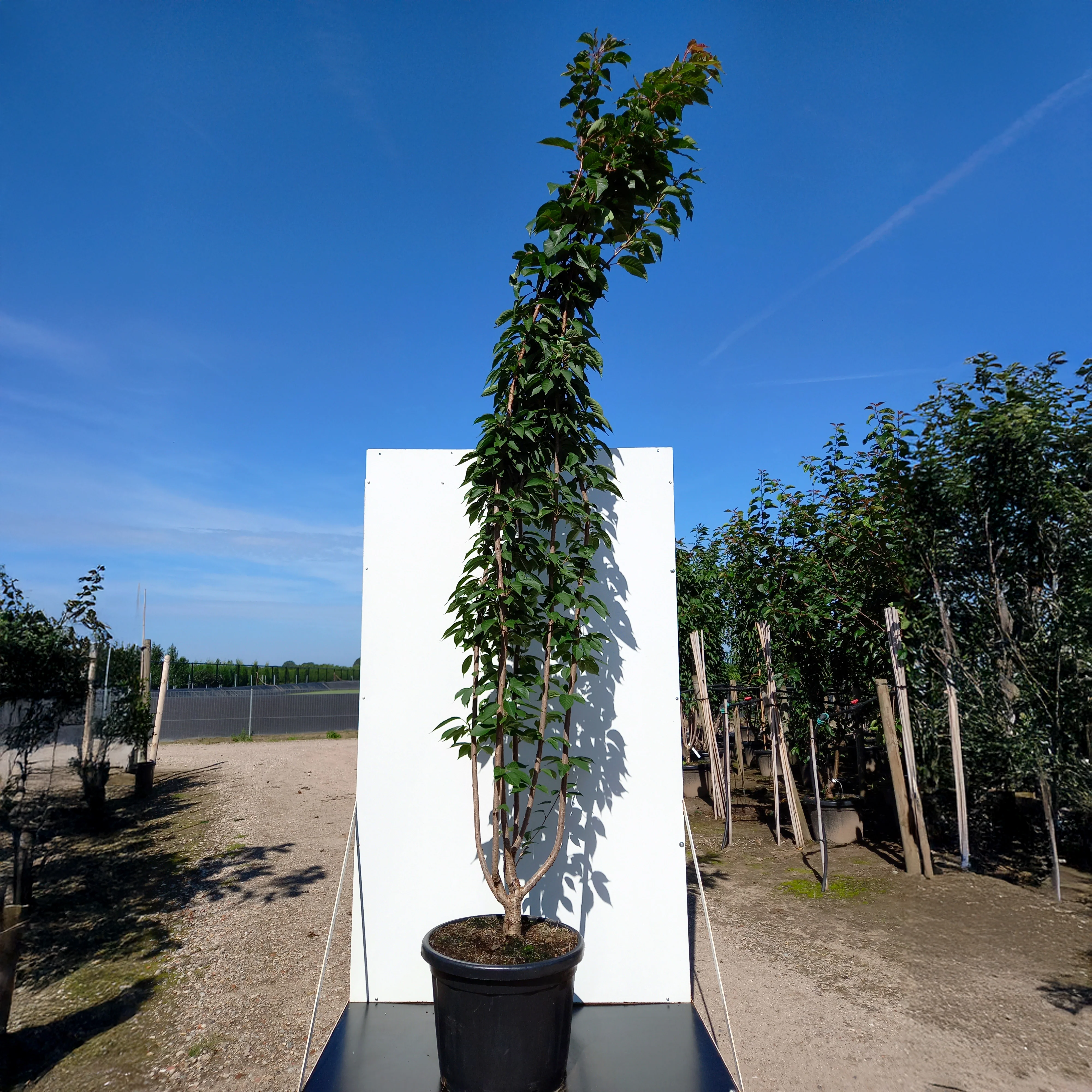 Prunus 'Kanzan' Tree - Image 10