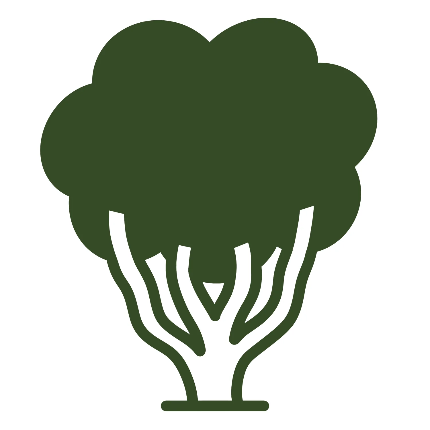 Acer griseum Tree - Image 9
