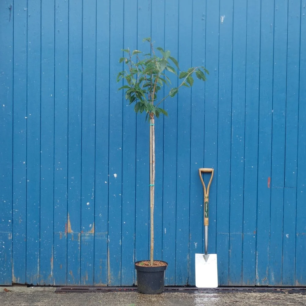 Prunus 'Kanzan' Tree - Image 5