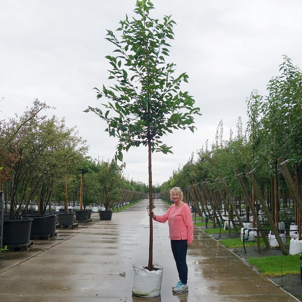 Prunus 'Kanzan' Tree - Image 9