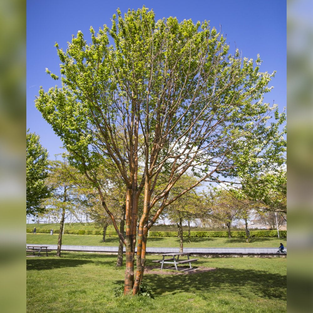 Prunus serrula Tree - Image 3