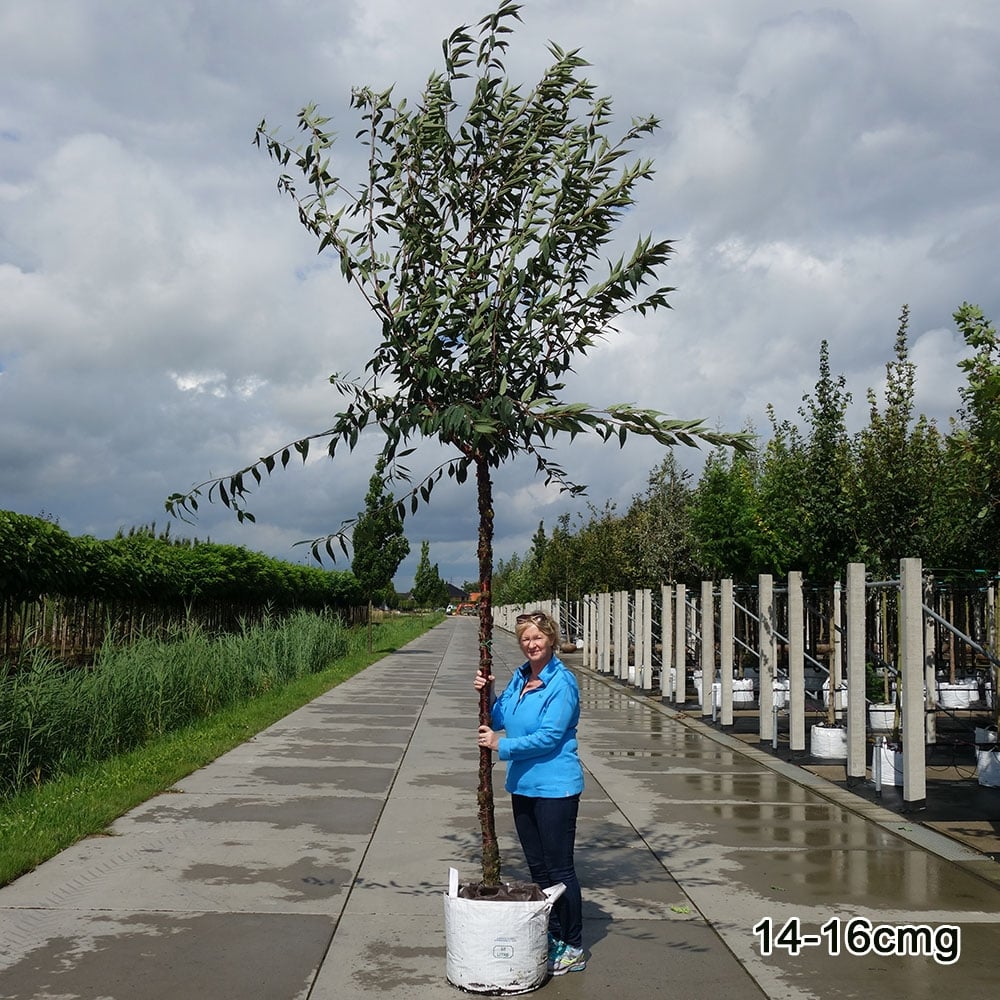 Prunus serrula Tree - Image 6