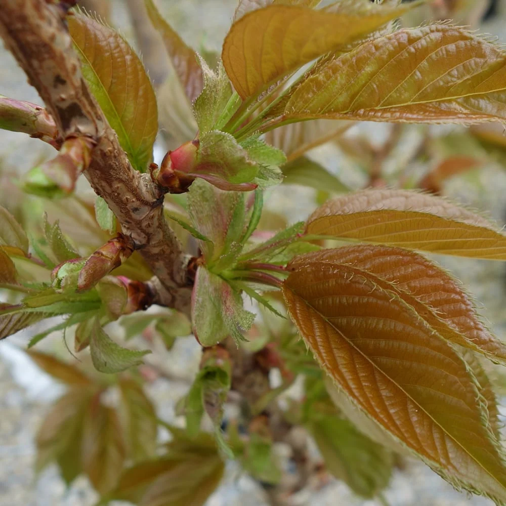 Prunus 'Taihaku' Tree - Image 3