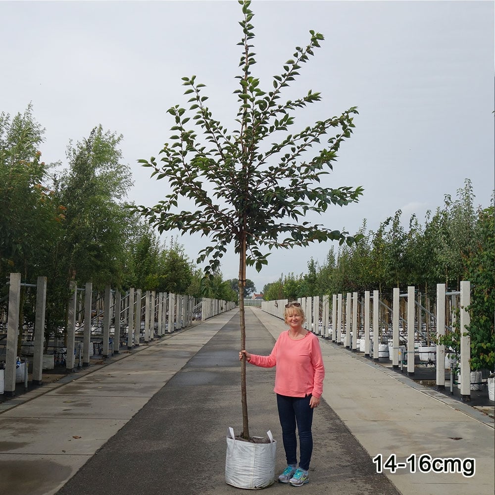 Prunus 'Taihaku' Tree - Image 4