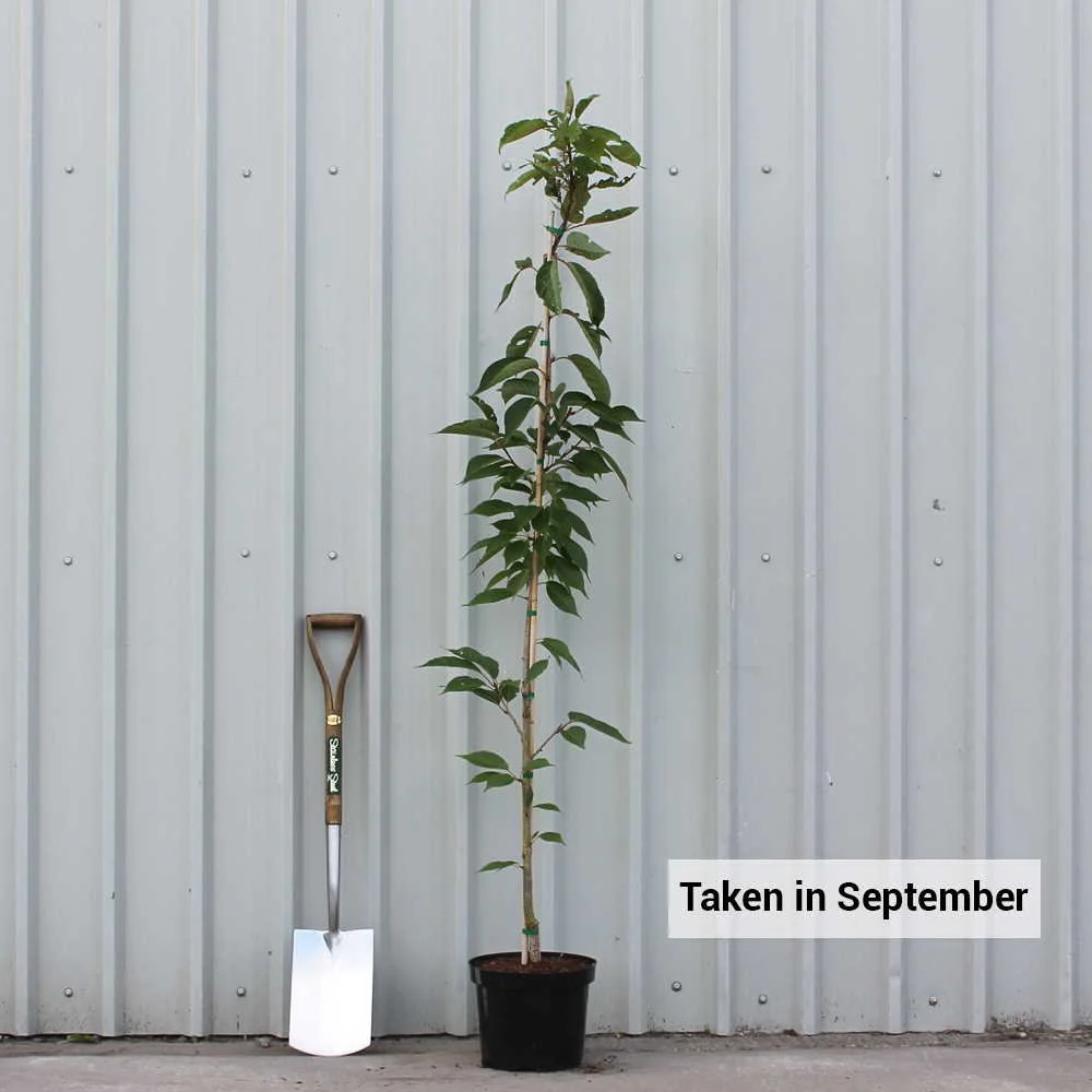 Prunus 'Taihaku' Tree - Image 5