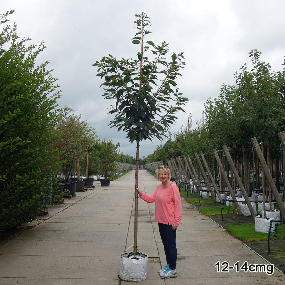 Prunus 'Taihaku' Tree - Image 6