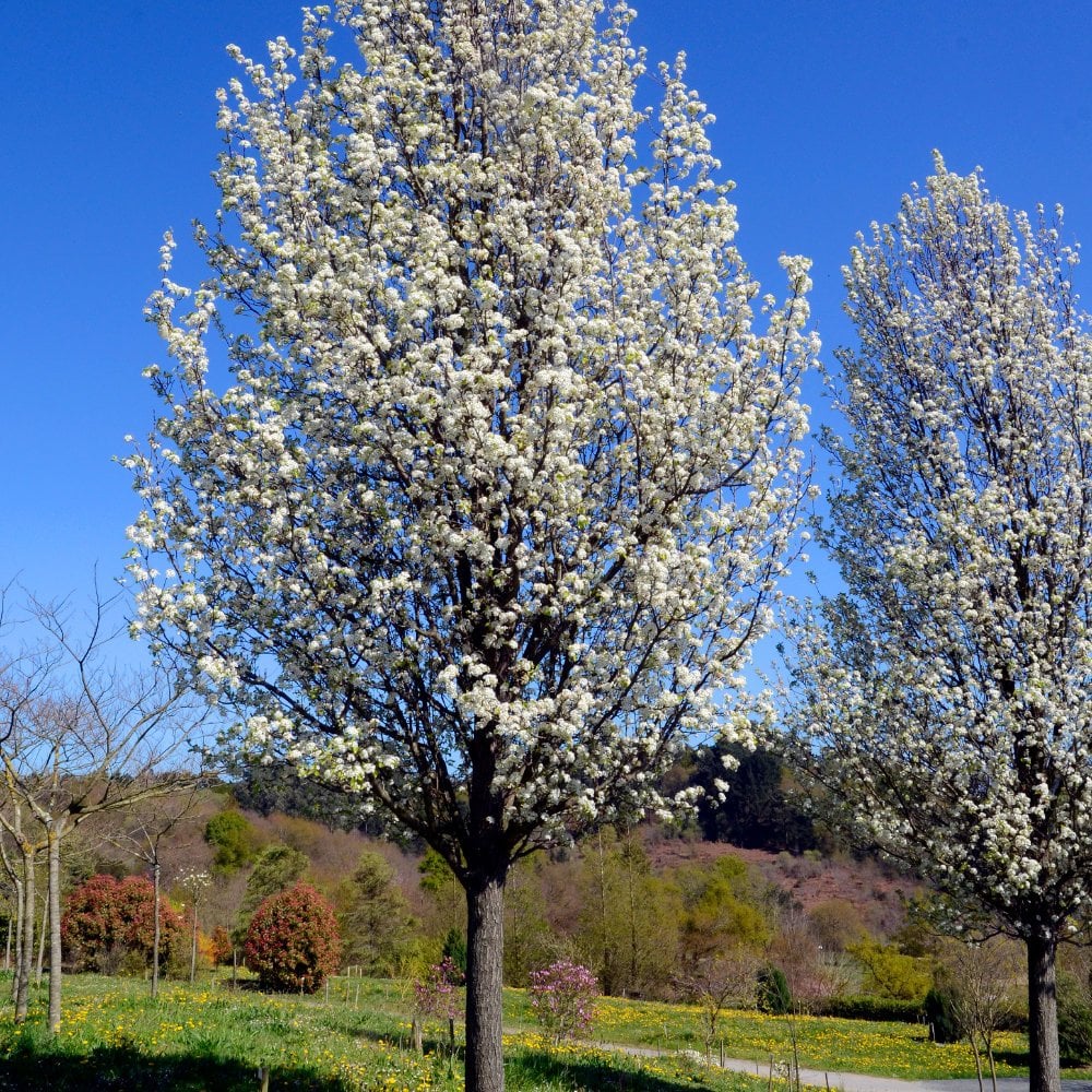 Pyrus calleryana 'Chanticleer' Tree - Image 3