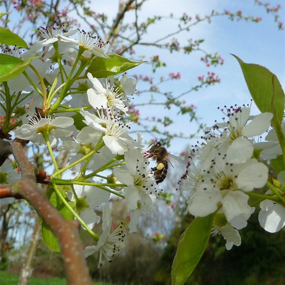 Pyrus calleryana 'Chanticleer' Tree - Image 4