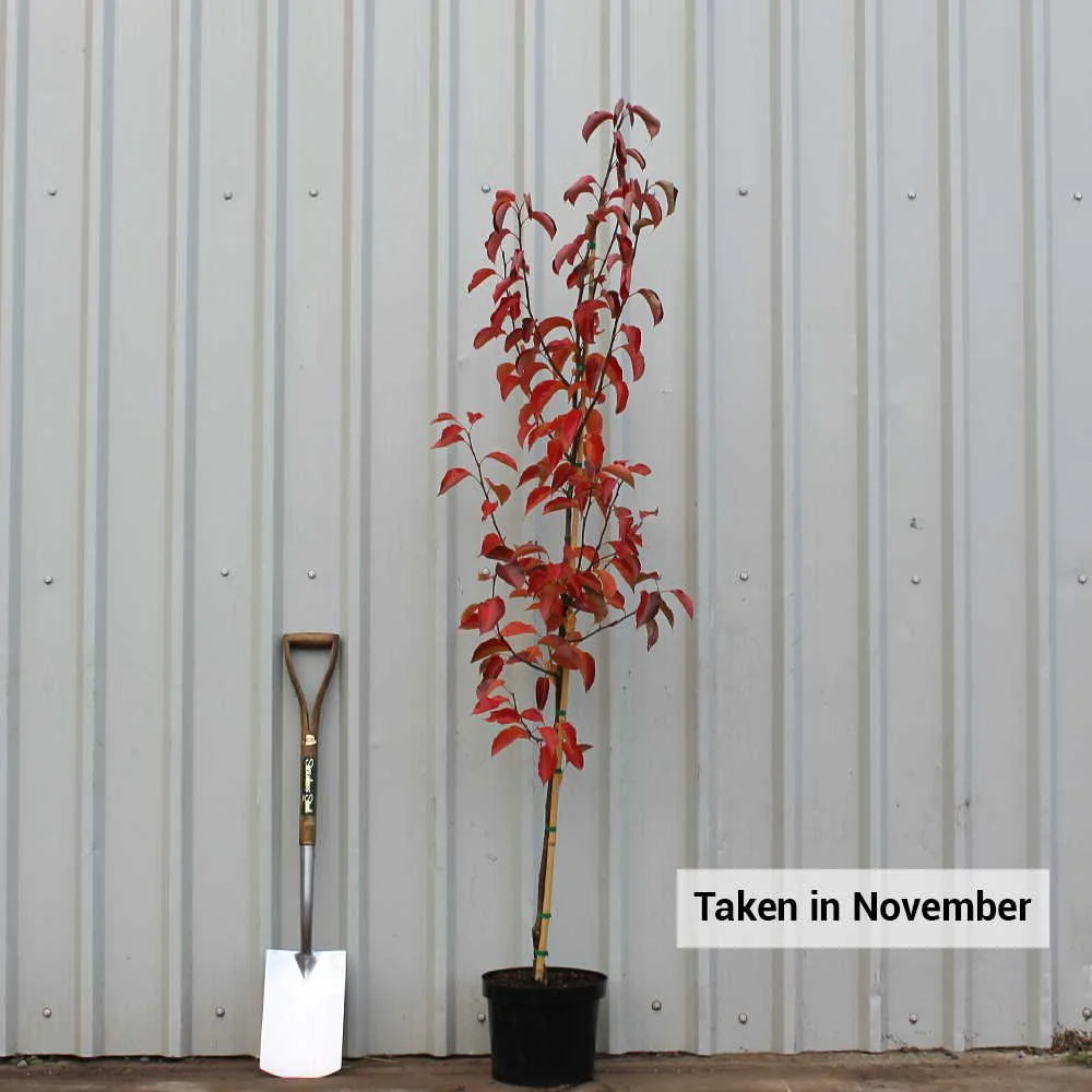 Pyrus calleryana 'Chanticleer' Tree - Image 6