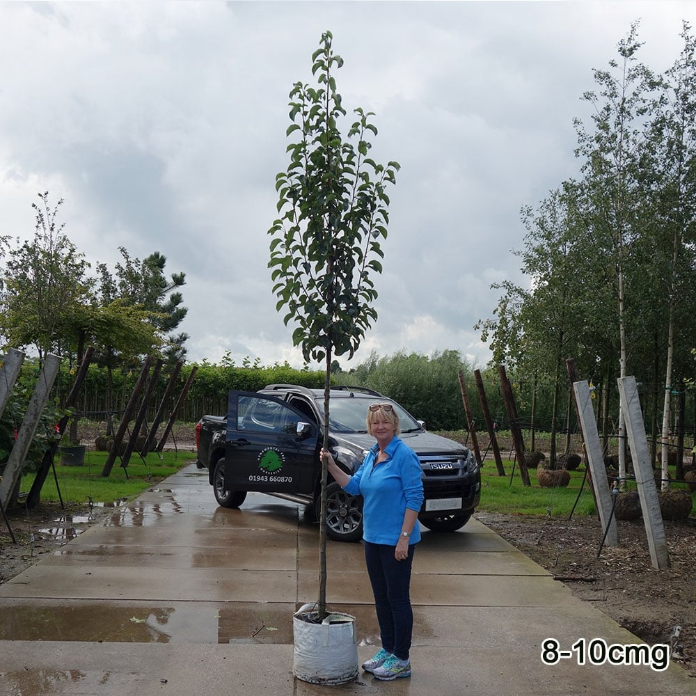 Pyrus calleryana 'Chanticleer' Tree - Image 7