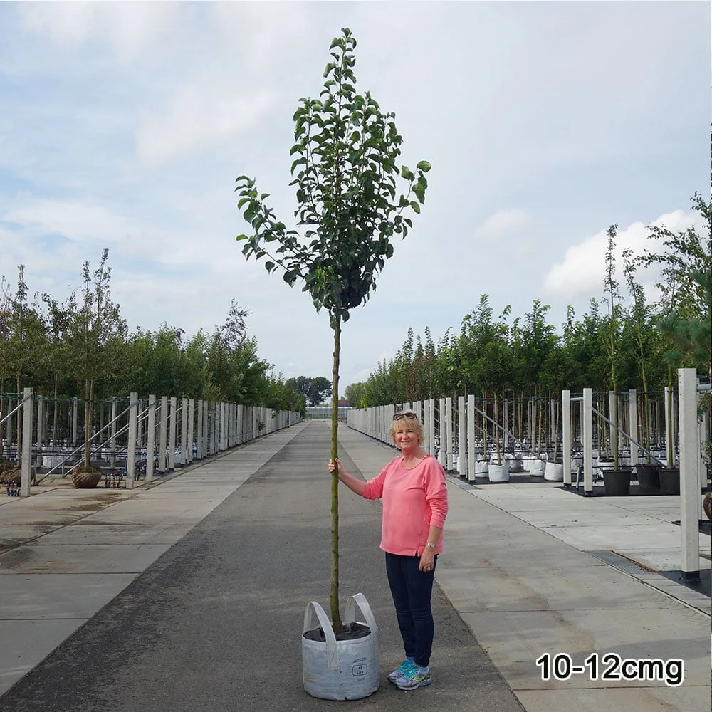 Pyrus calleryana 'Chanticleer' Tree - Image 8