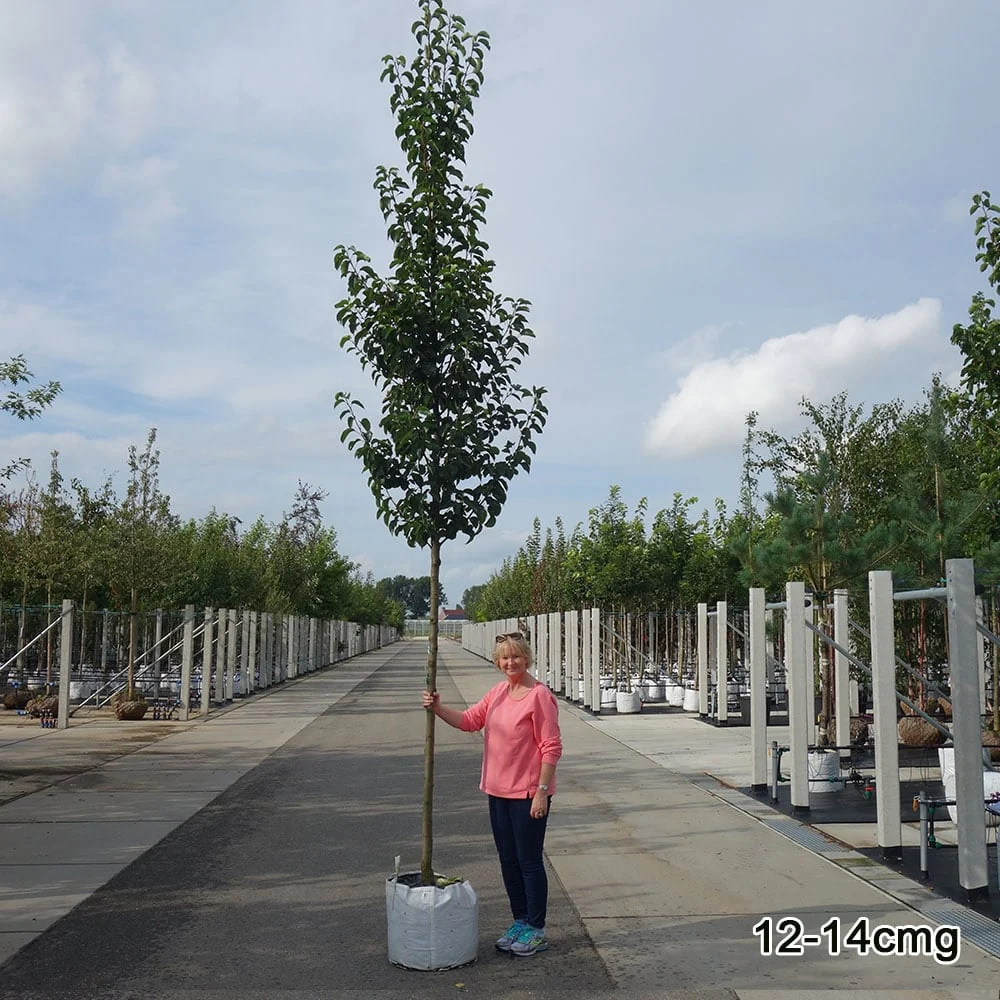 Pyrus calleryana 'Chanticleer' Tree - Image 9