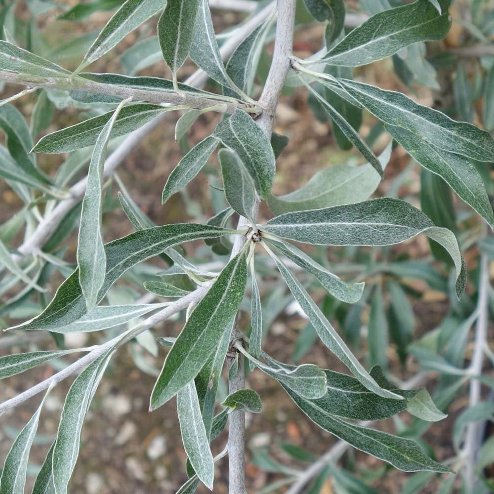 Pyrus salicifolia 'Pendula' Tree - Image 3