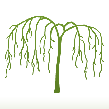 Pyrus salicifolia 'Pendula' Tree - Image 4