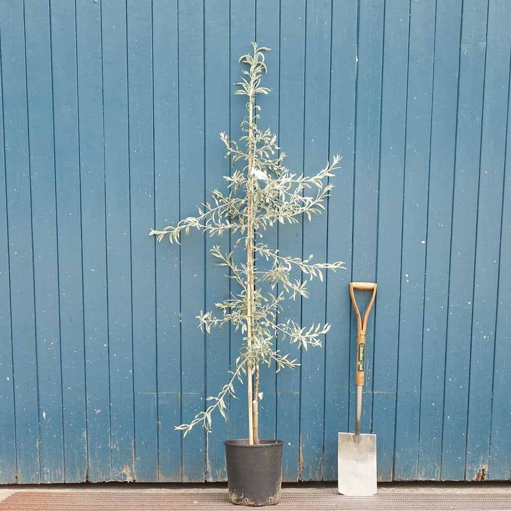 Pyrus salicifolia 'Pendula' Tree - Image 5
