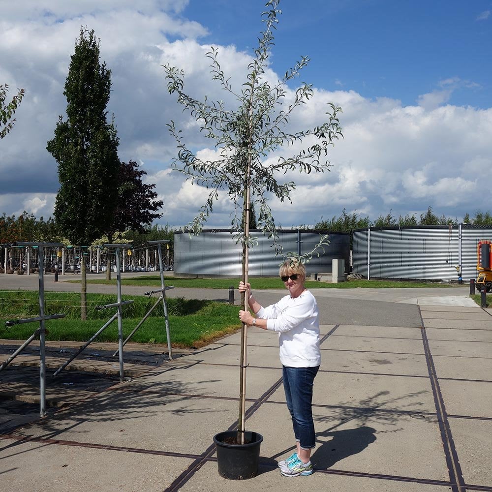 Pyrus salicifolia 'Pendula' Tree - Image 6