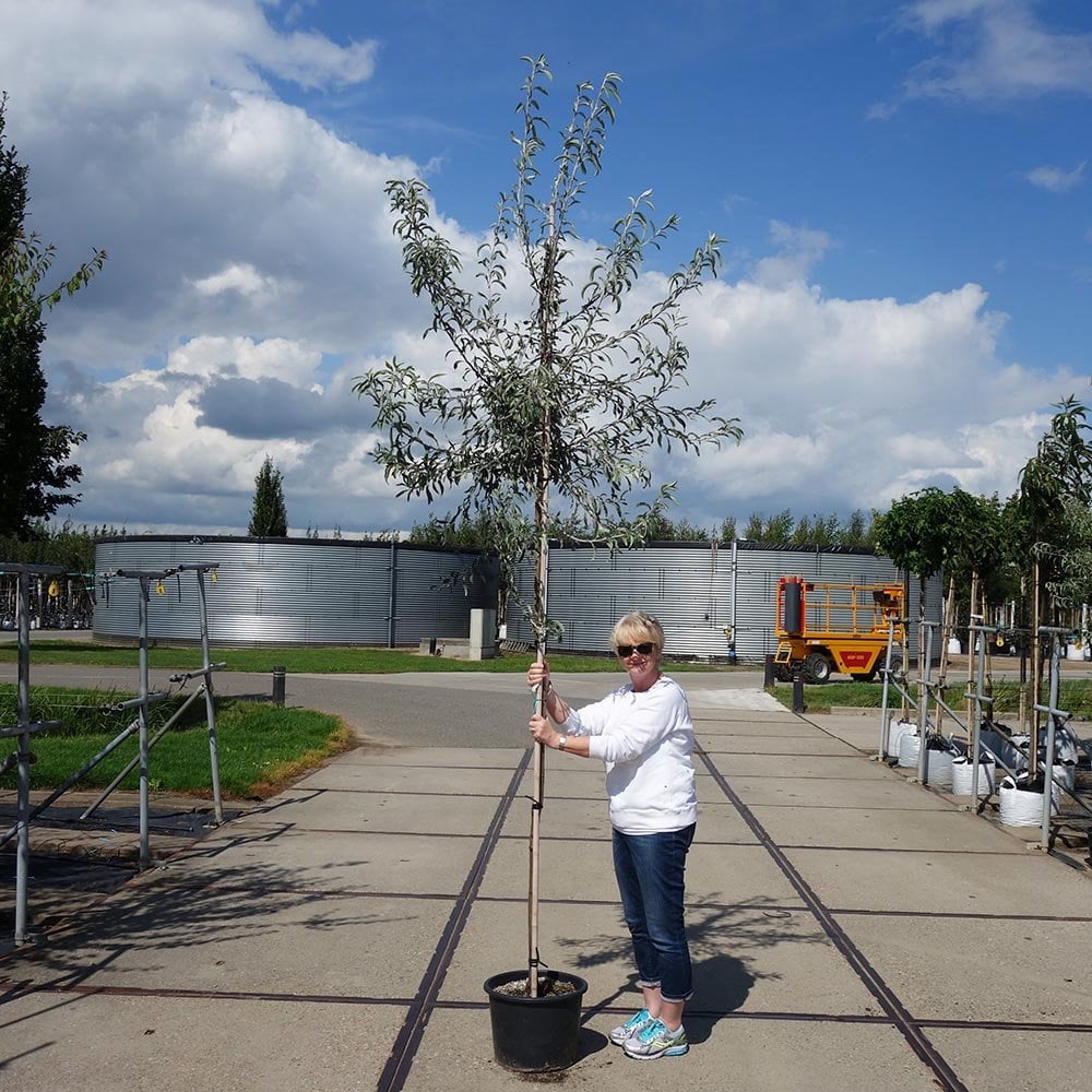 Pyrus salicifolia 'Pendula' Tree - Image 7