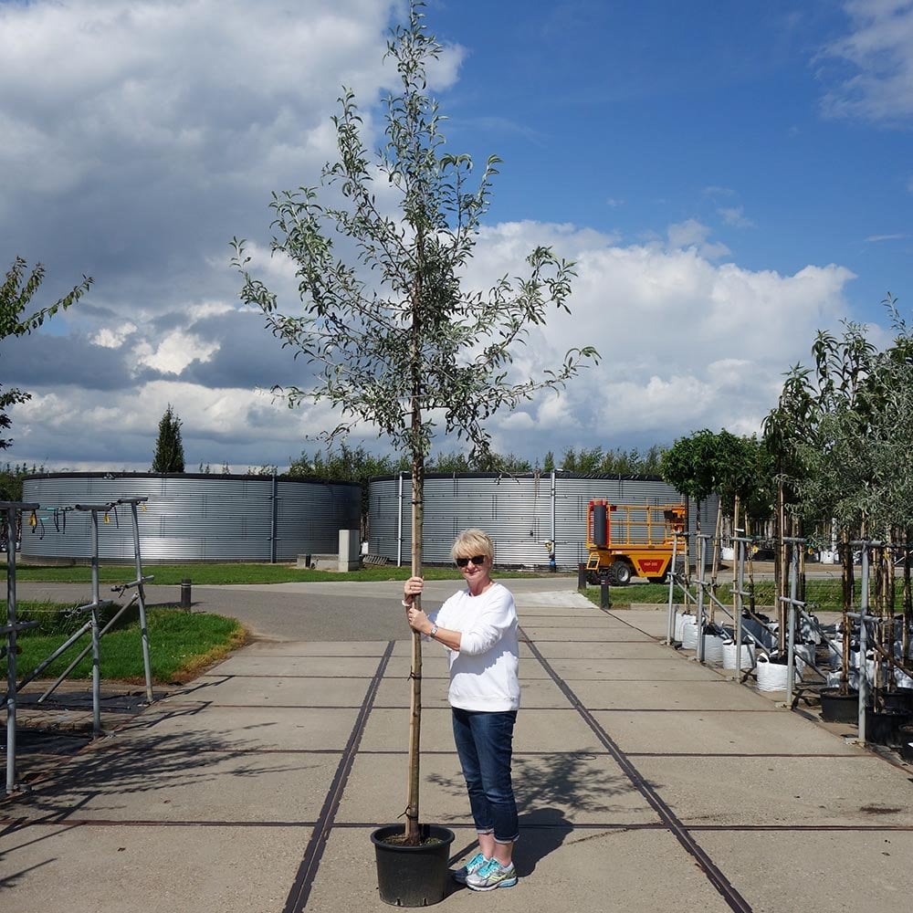 Pyrus salicifolia 'Pendula' Tree - Image 8