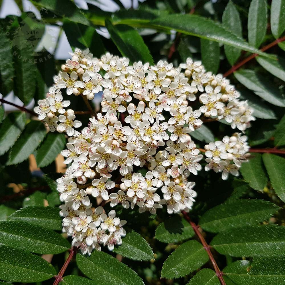 Sorbus vilmorinii Tree - Image 3