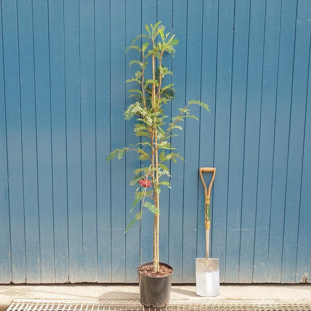 Sorbus vilmorinii Tree - Image 4